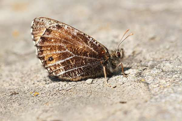 Oeneis glacialis - Alpine Grayling