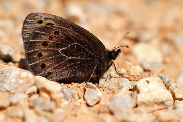 Proterebia afra - Dalmatian Ringlet