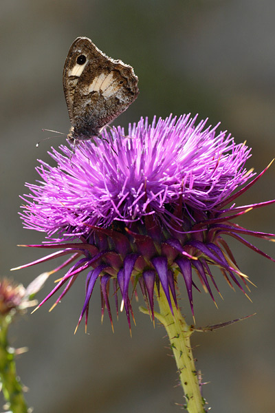 Pseudochazara anthelea - White-banded Grayling