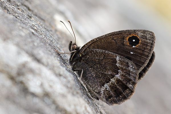 Satyrus ferula - Great Sooty Satyr