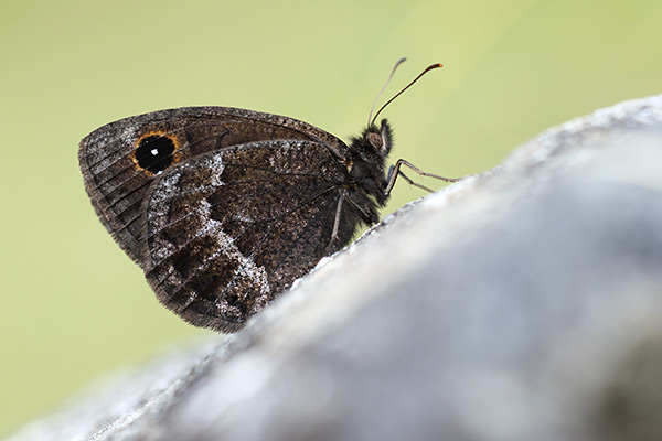 Satyrus ferula - Great Sooty Satyr