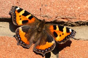 Aglais urticae - Small Tortoiseshell