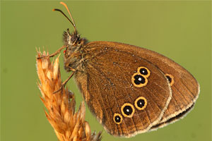 Aphantopus hyperantus - Ringlet