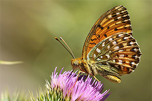 Argynnis elisa - Corsican Fritillary