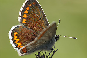 Aricia cramera - Southern Brown Argus