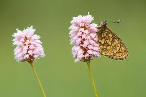 Boloria eunomia - Bog Fritillary