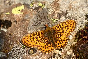 Boloria euphrosyne - Pearl-bordered Fritillary