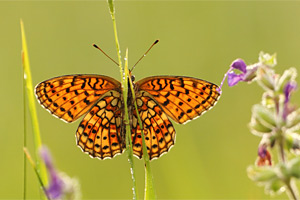Brenthis hecate - Twin-spot Fritillary