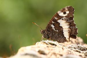 Brintesia circe - Great Banded Grayling