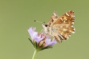Carcharodus baeticus - Southern Marbled Skipper