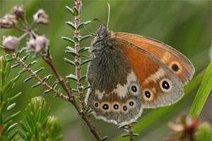 Coenonympha tullia - Large Heath