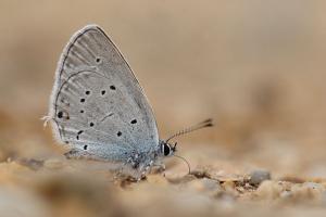 Cupido decolorata - Eastern Short-tailed Blue