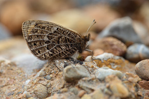 Erebia epistygne - Spring Ringlet