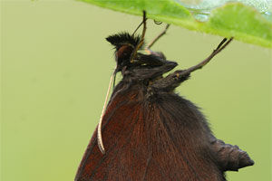 Erebia euryale - Large Ringlet