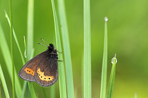 Erebia flavofasciata - Yellow Banded Ringlet