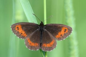 Erebia ligea - Arran Brown