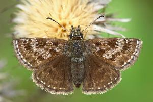 Erynnis tages - Dingy Skipper