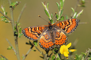 Euphydryas desfontainii - Spanish Fritillary