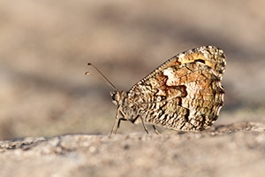 Hipparchia aristaeus - Southern Grayling