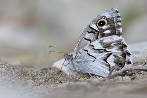 Hipparchia fidia - Striped Grayling