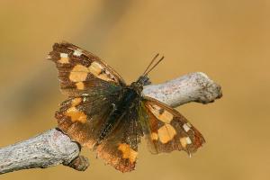 Libythea celtis - Nettle-tree Butterfly