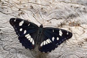Limenitis reducta - Southern White Admiral