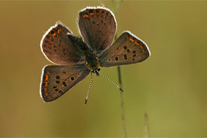 Lycaena tityrus - Sooty Copper