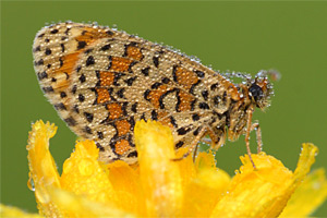 Melitaea trivia - Lesser Spotted Fritillary