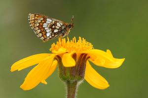 Melitaea varia - Grisons Fritillary