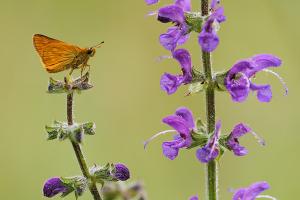 Ochlodes faunus - Large Skipper