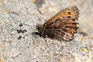 Oeneis glacialis - Alpine Grayling