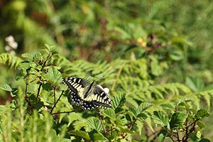 Papilio hospiton - Corsican Swallowtail