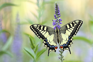 Papilio machaon - Swallowtail