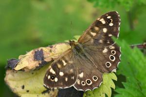 Pararge aegeria - Speckled Wood