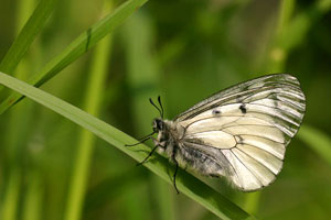 Parnassius mnemosyne - Clouded Apollo