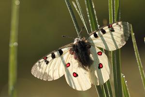 Parnassius phoebus - Small Apollo
