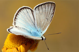 Polyommatus dolus - Furry Blue