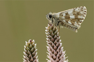 Pyrgus armoricanus - Obethur's Grizzled Skipper