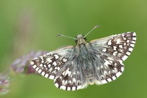 Pyrgus malvae - Grizzled Skipper