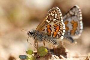 Pyrgus sidae - Yellow Banded Skipper