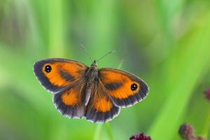 Pyronia tithonus - Gatekeeper