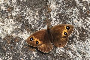 Satyrus ferula - Great Sooty Satyr