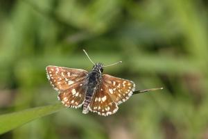 Spialia phlomidis - Persian Skipper