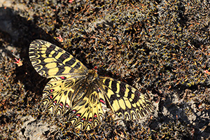 Italian Festoon - Zerynthia cassandra