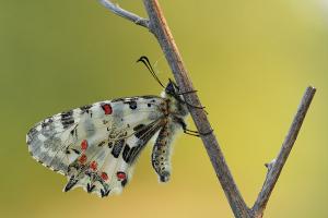 Zerynthia cerisy - Eastern Festoon