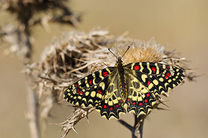 Zerynthia rumina - Spanish Festoon