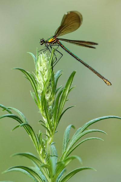 Calopteryx haemorrhoidalis - Copper Demoiselle