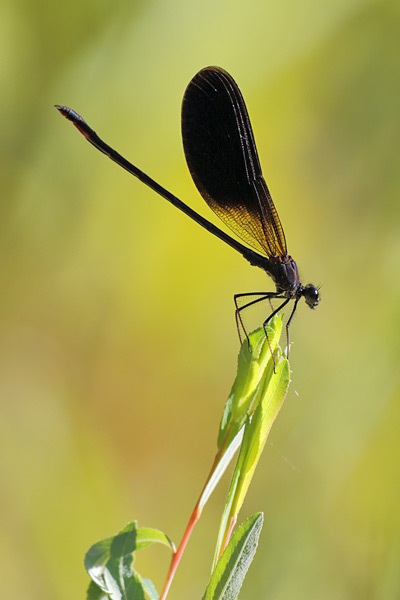 Calopteryx haemorrhoidalis - Copper Demoiselle