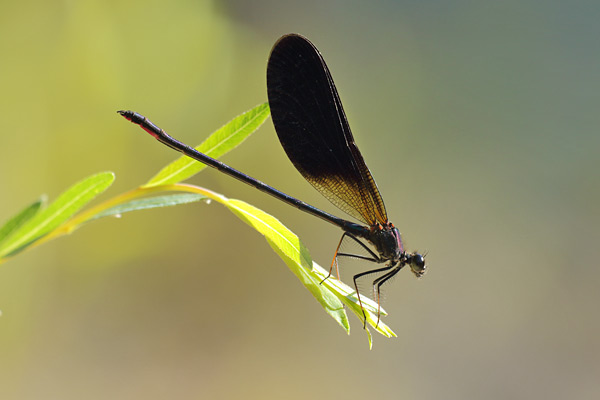 Calopteryx haemorrhoidalis - Copper Demoiselle