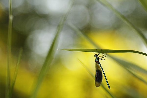 Calopteryx splendens - Banded Demoiselle